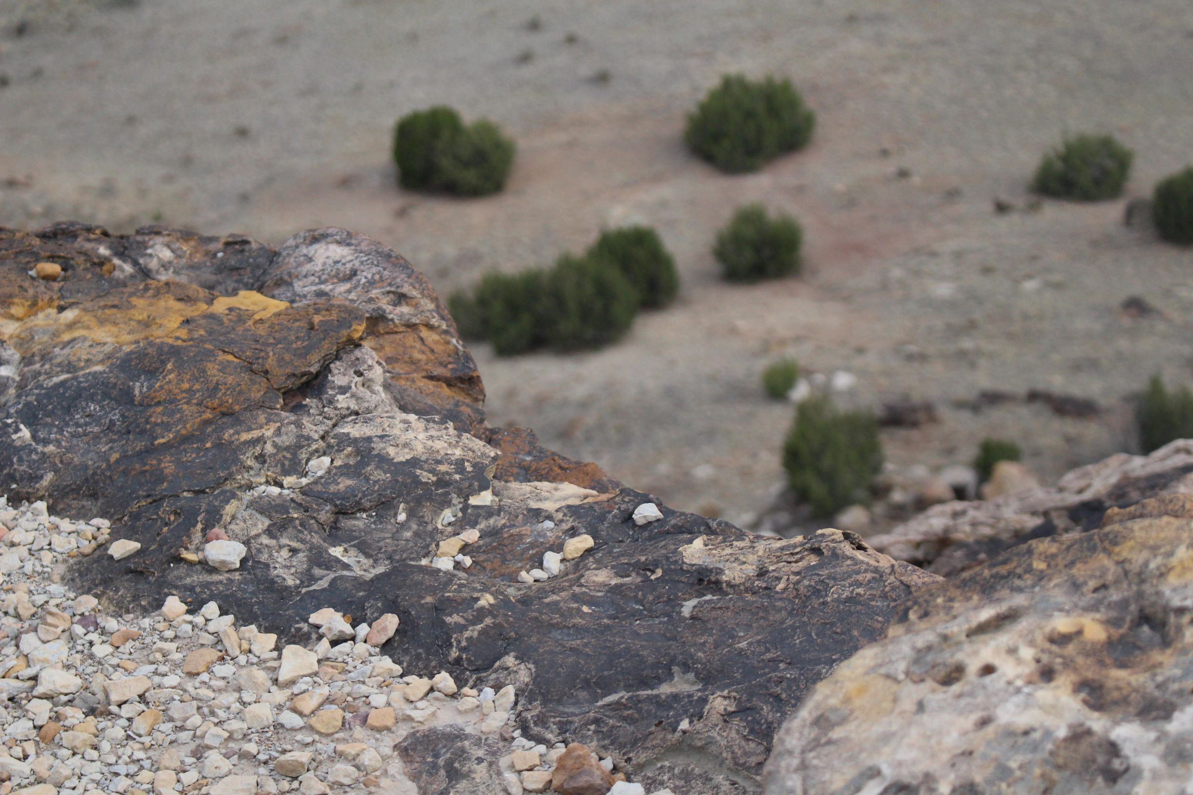 picketwire canyon dinosaur tracks seconews.org